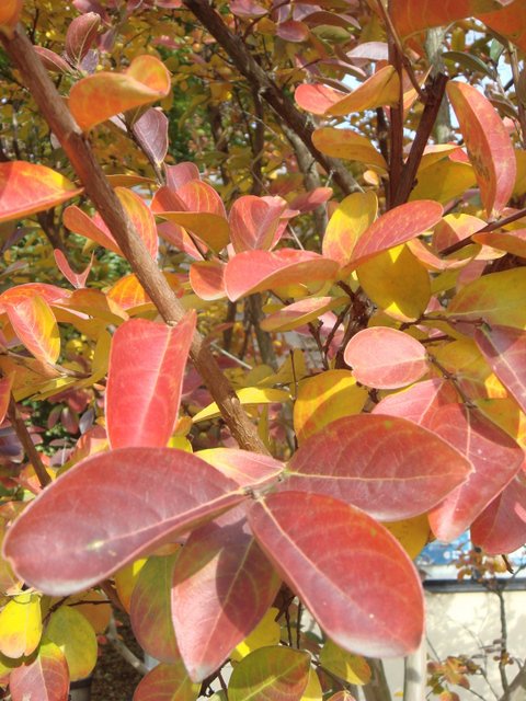 Lagerstroemia indica feuille automne P10